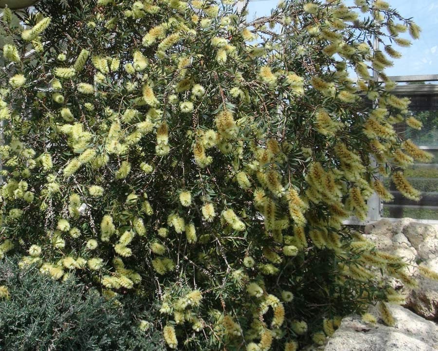 Callistemon pallidus - upright and bushy shrub in spring covered with pale yellow bottle-brush flowers