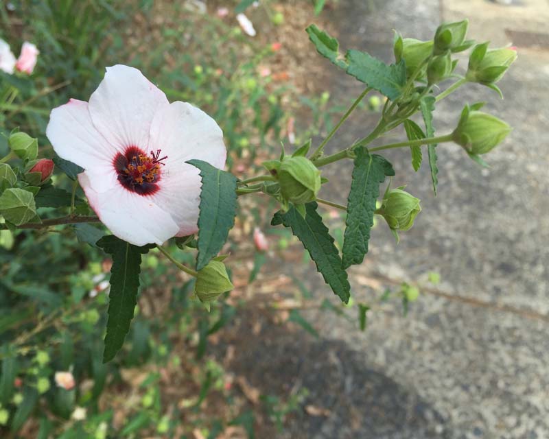 Pavonia hastata, the Spearleafed Swampmallow