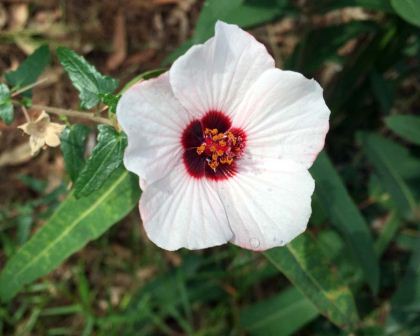 Pavonia hastata, the Spearleafed Swampmallow