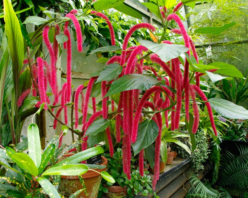 Acalypha hispida, the Chenille Plant