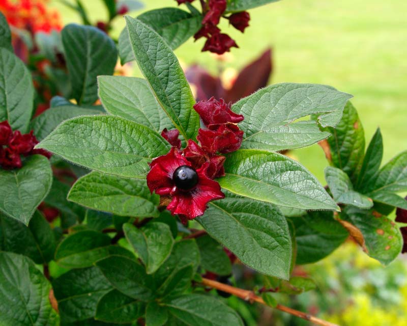 Lonicera involucrata Ledebourii berries