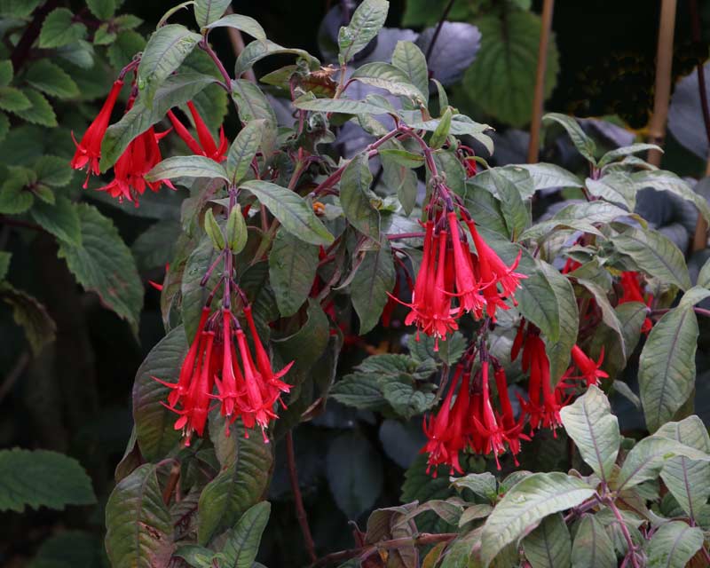 GardensOnline Fuchsia fulgens