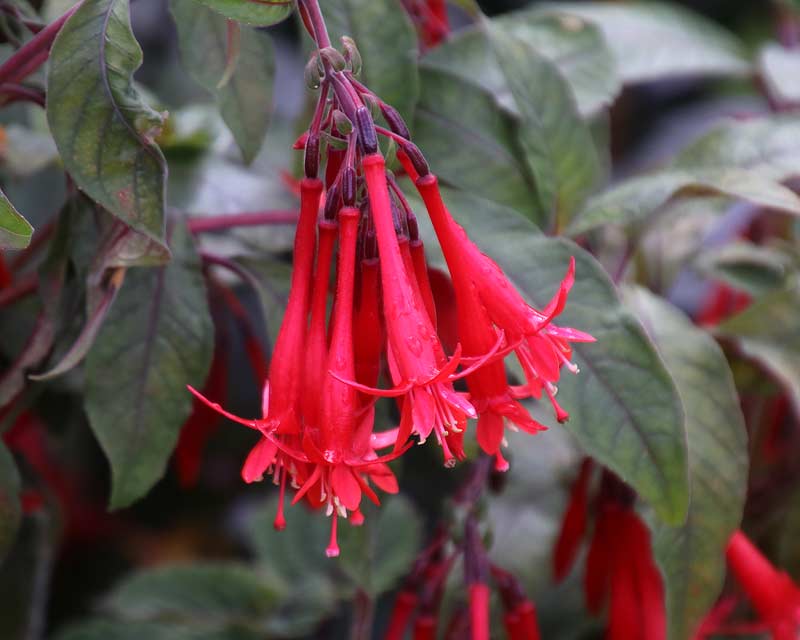 GardensOnline: Fuchsia fulgens