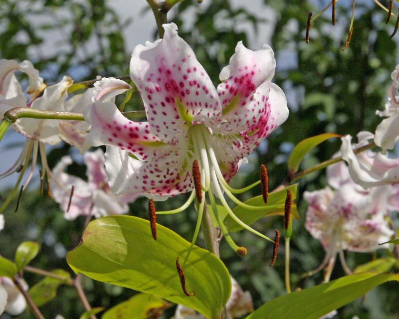 Lilium speciosum Var. Speciosum