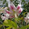 Lilium speciosum Var. Speciosum