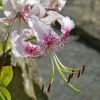 Lilium speciosum Var. Speciosum