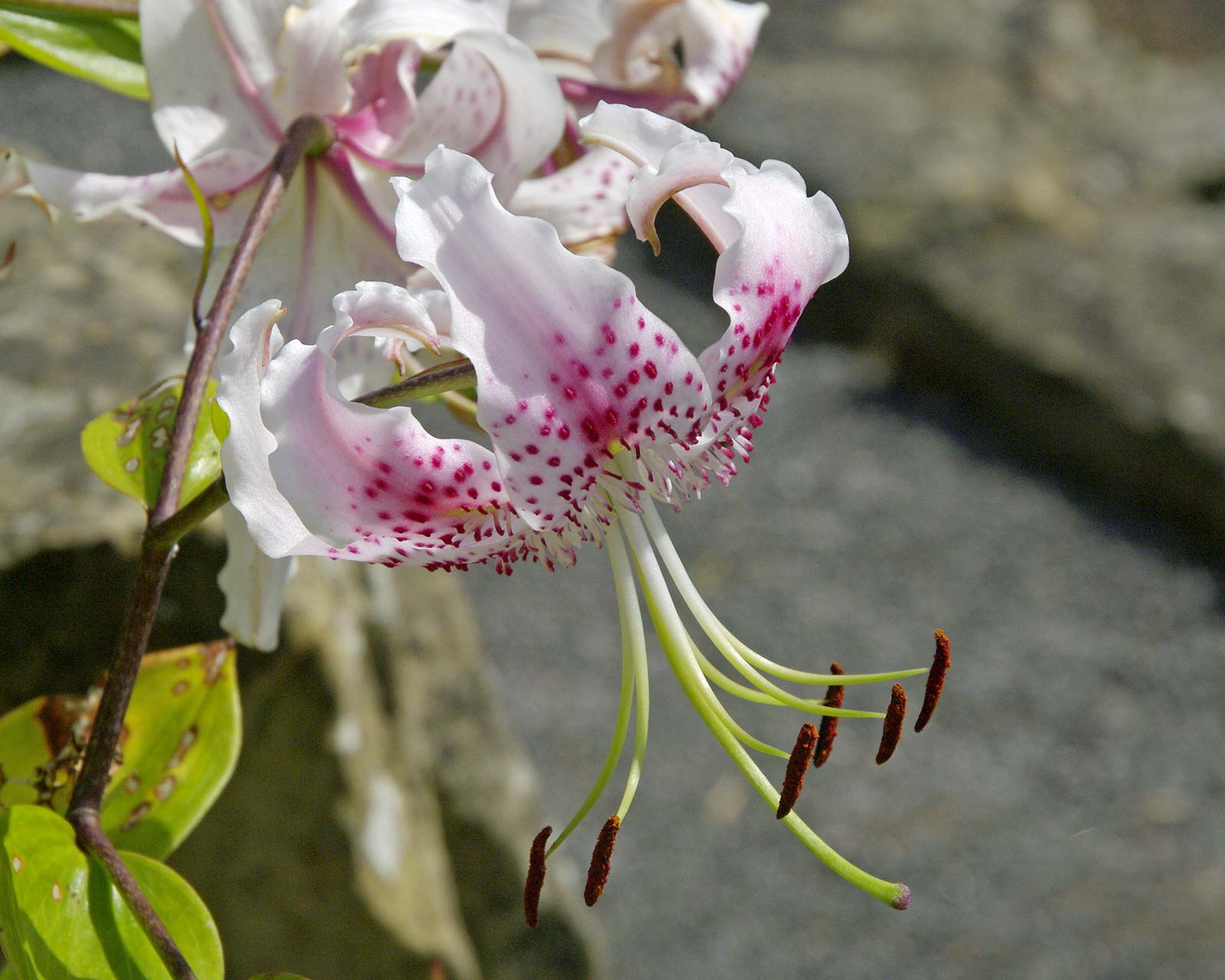 Lilium speciosum Var. Speciosum