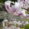 Lilium speciosum Var. Speciosum