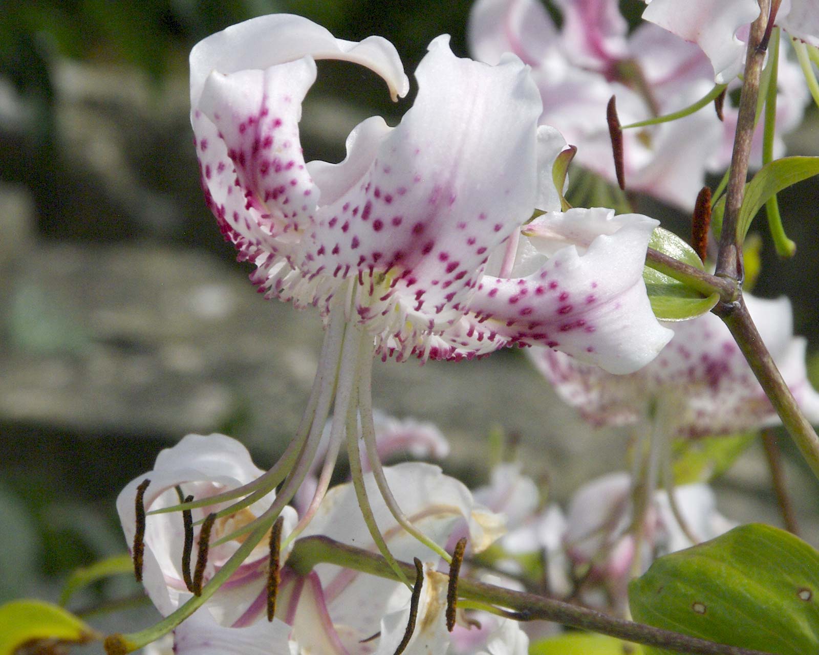 Lilium speciosum Var. Speciosum