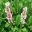 Persicaria affinis | GardensOnline