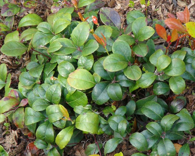 Gaultheria procumbens, Wintergreen.