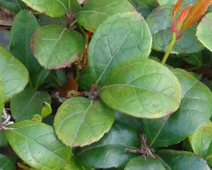 Gaultheria procumbens, Wintergreen.