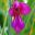 Gladiolus communis