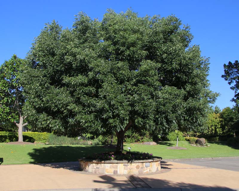 fraxinus pennsylvanica tree