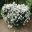 Olearia phlogopappa | GardensOnline