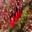 Agapetes Serpens - Botanic Garden Mount Tomah