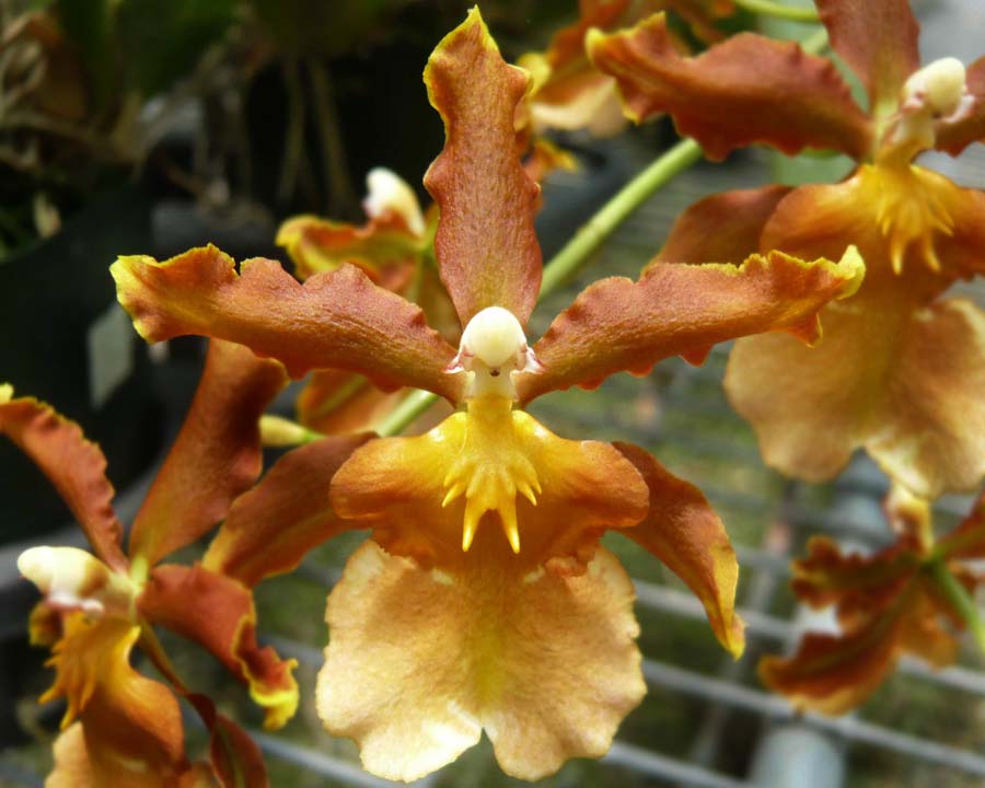 Oncidium catatante | GardensOnline