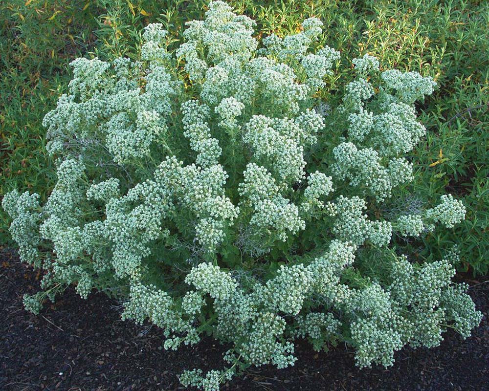 Origanum onites - Cretan Oregano - photo Mountain Valley Growers.