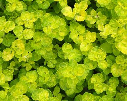 Origanum onites 'Aurea' - photo Krzysztof Ziarnek, Kenraiz