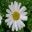 Tanacetum cinerariifolium - Pyrethrum Daisy