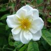 Rosa Rambler 'Lykkefund' - a Rosa multiflora hybrid