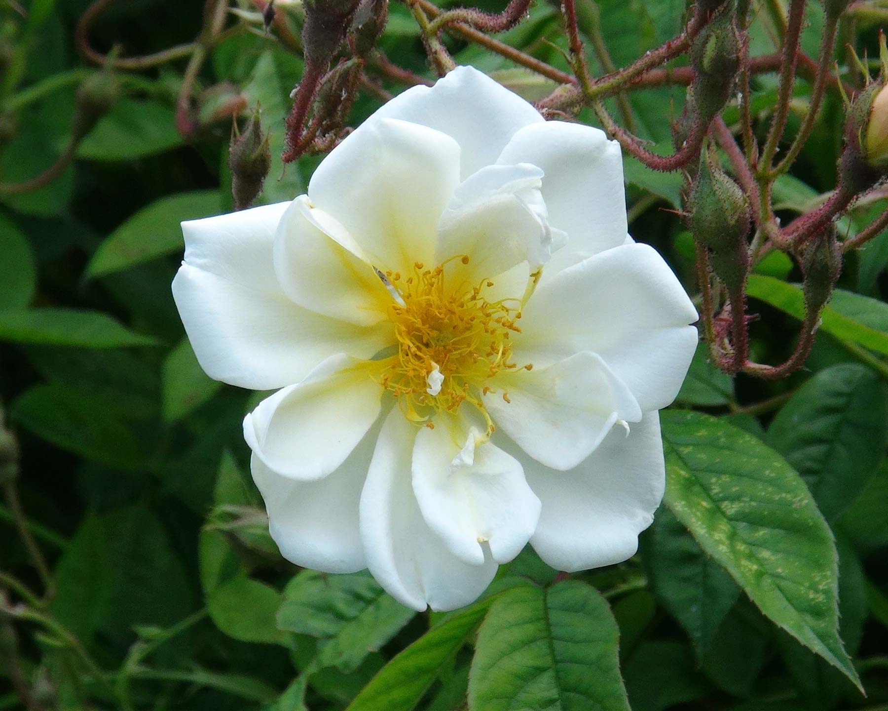 Rosa Rambler 'Lykkefund' - a Rosa multiflora hybrid