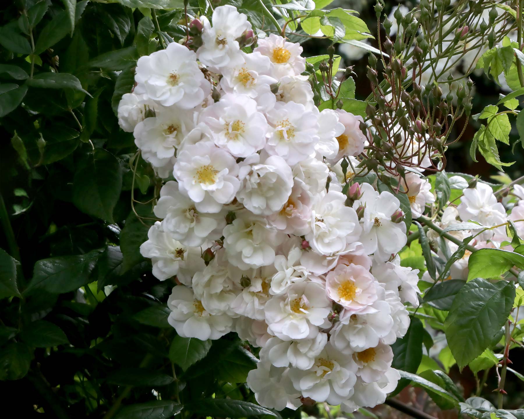 Rosa Rambler 'Fontaine des Loups'