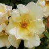 Rosa Rambler 'La Perle'