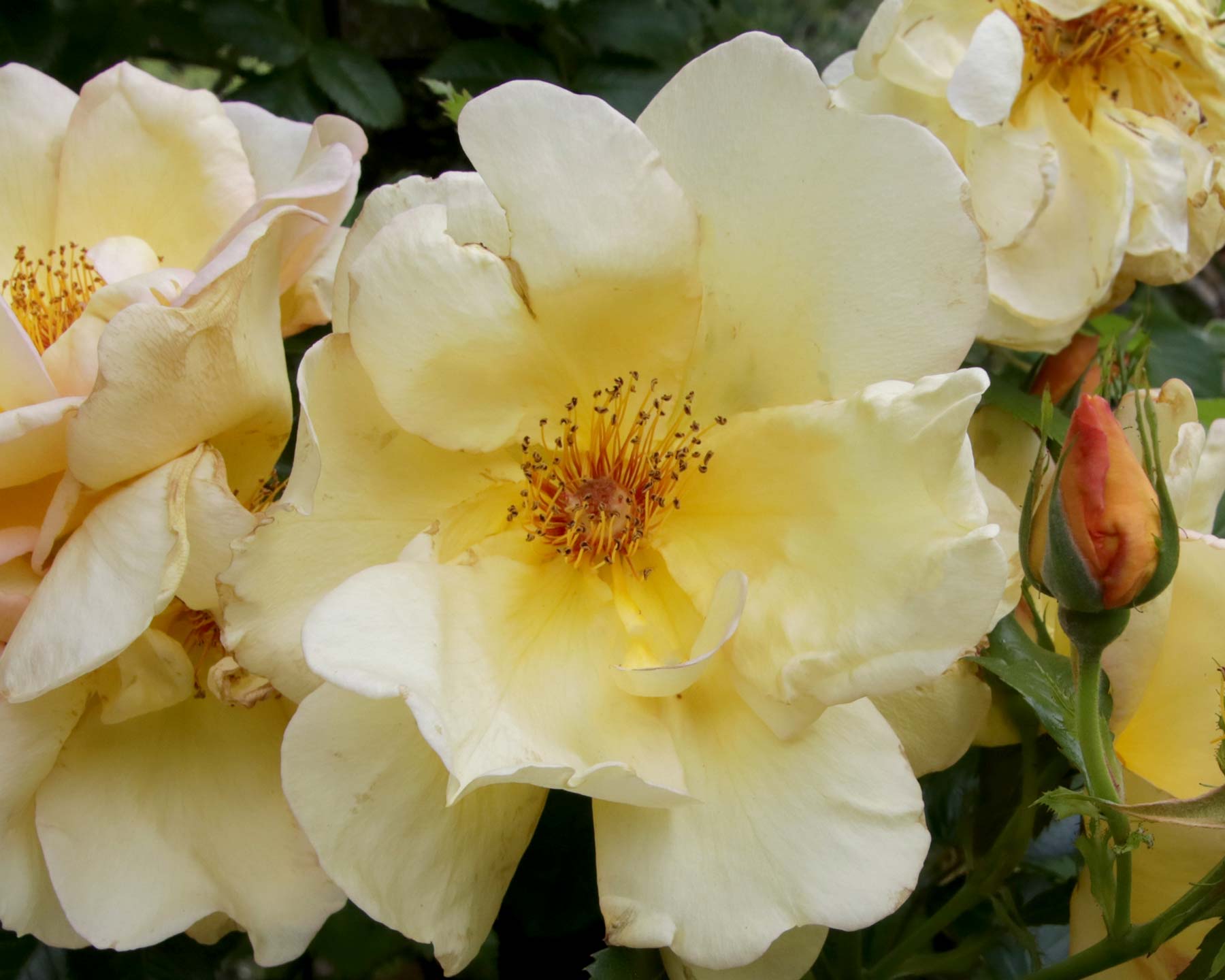 Rosa Rambler 'La Perle'