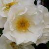 Rosa Rambler 'Mountain Snow'