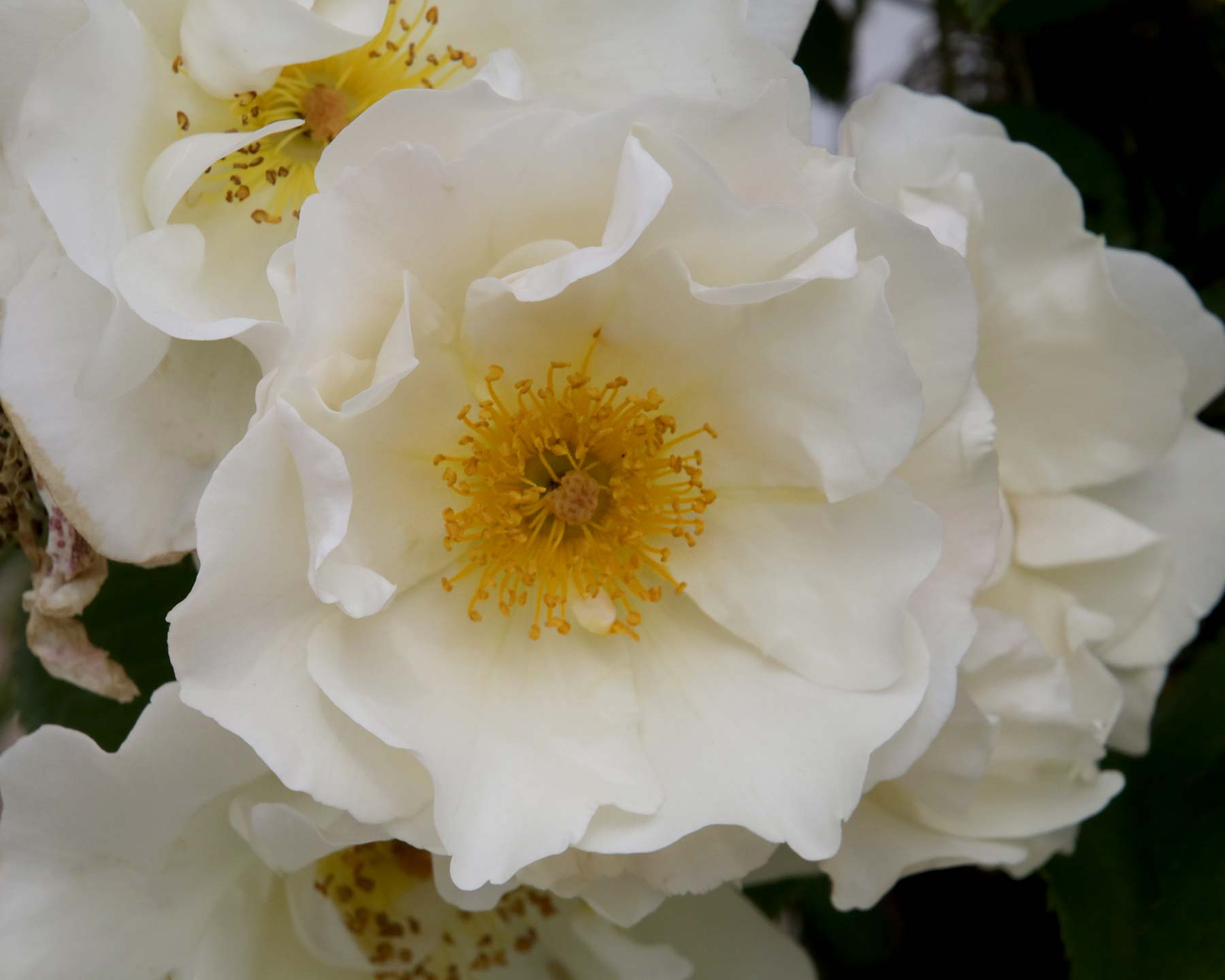 Rosa Rambler 'Mountain Snow'