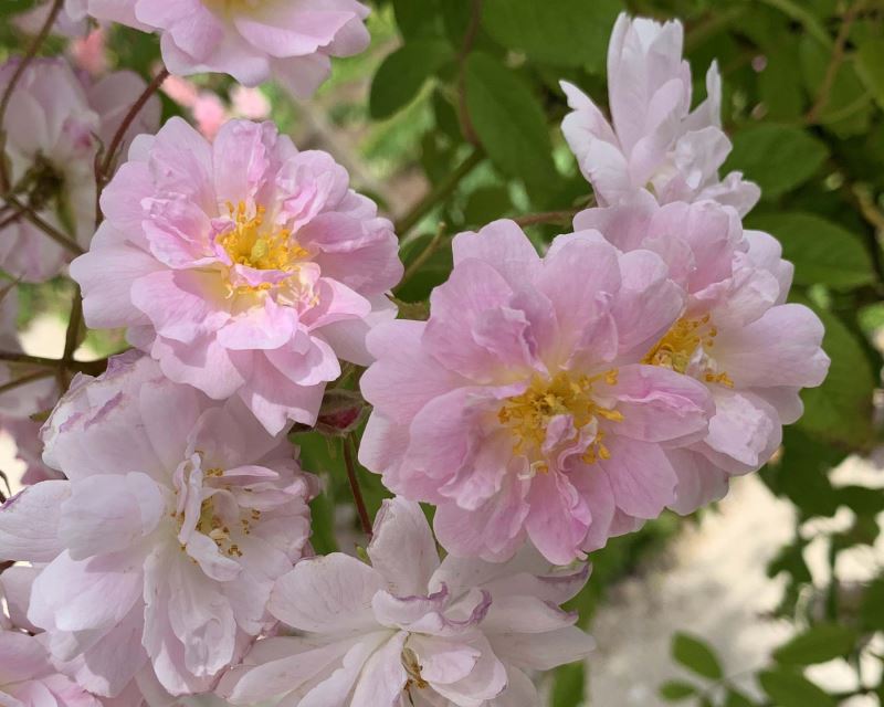 Rosa Rambler 'Paul's Himalayan Musk'