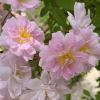 Rosa Rambler 'Paul's Himalayan Musk'