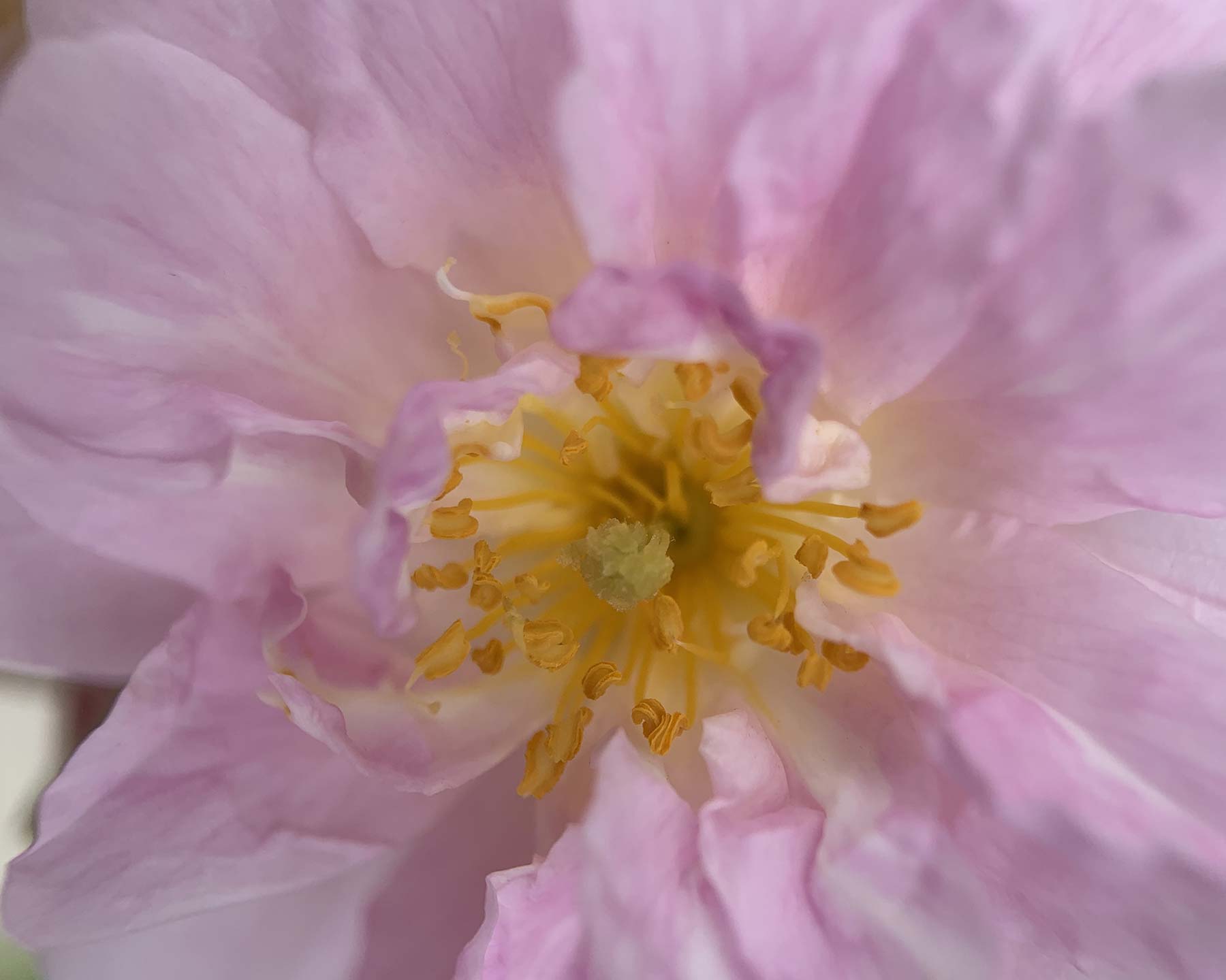 Rosa Rambler 'Paul's Himalayan Musk'