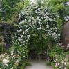 Rosa Rambler 'Rambling Rector'