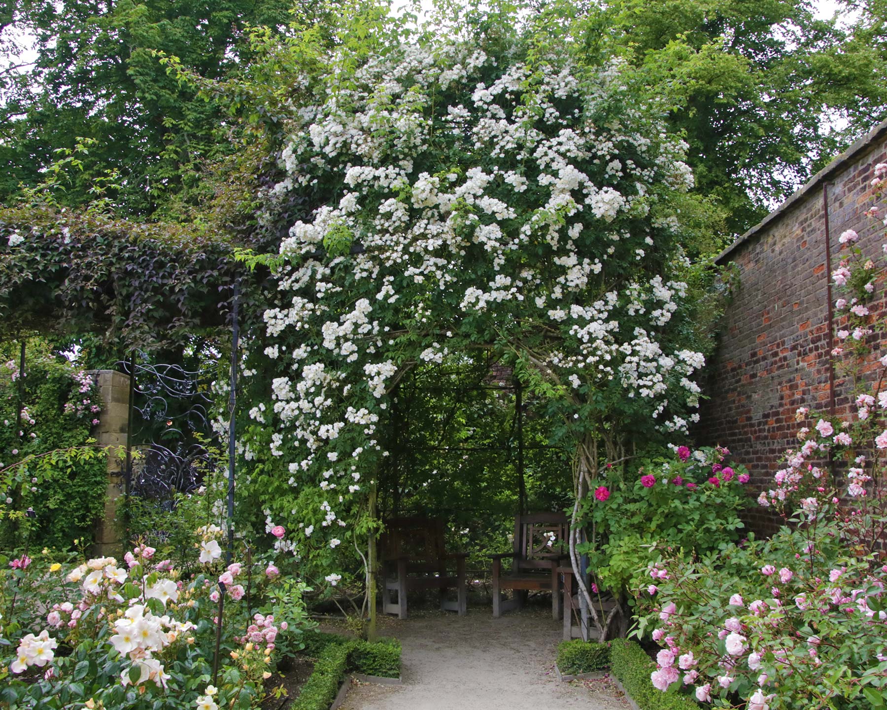 Rosa Rambler 'Rambling Rector'