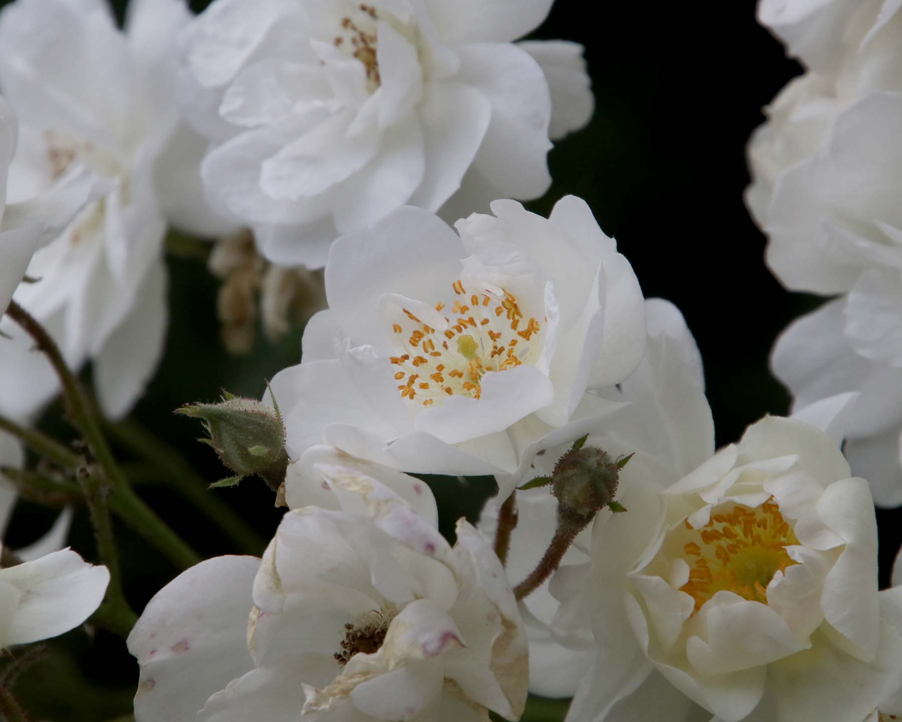 Rosa Rambler 'Rambling Rector'