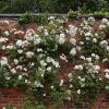 Rosa Rambler 'Snow Goose'