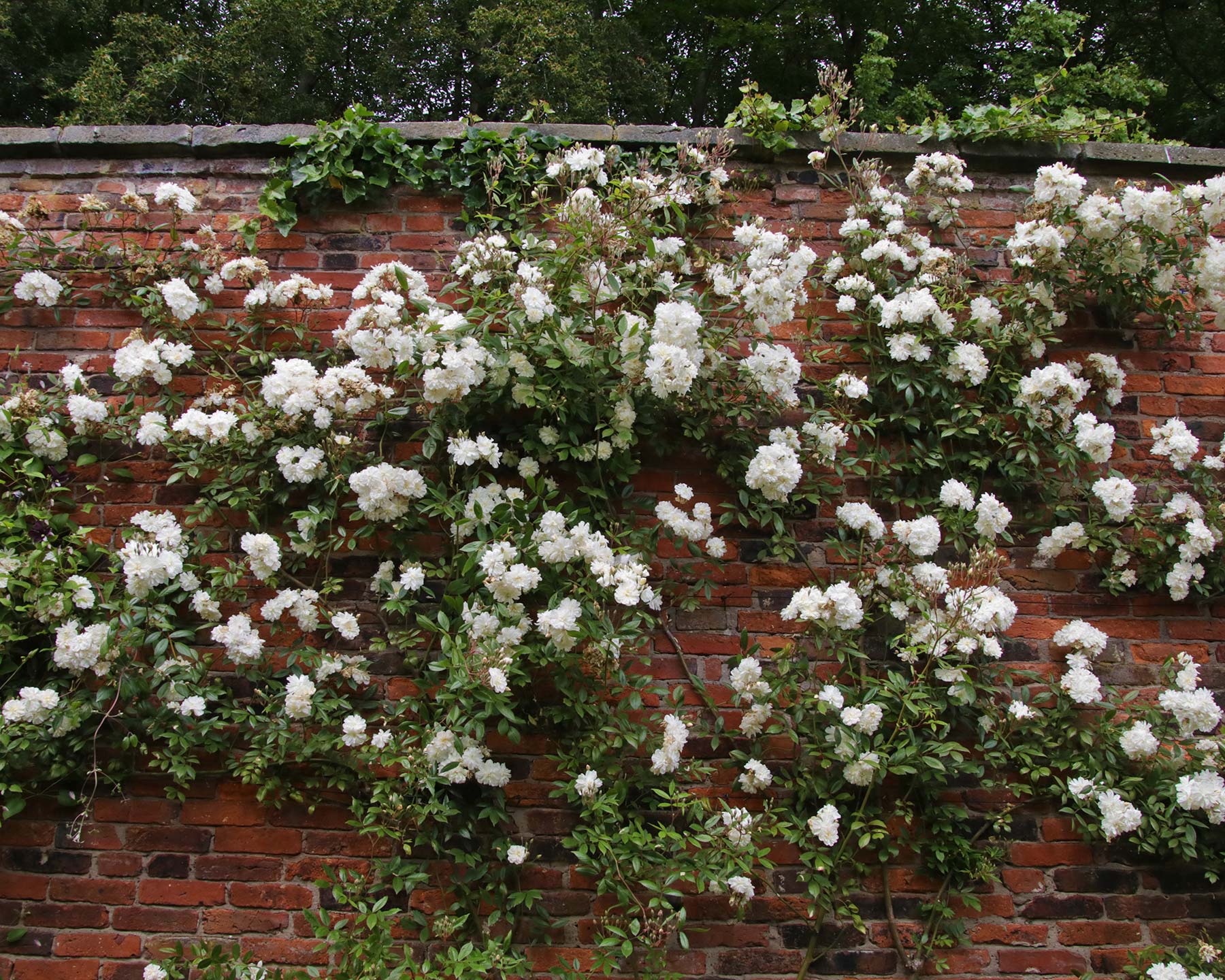 Rosa Rambler 'Snow Goose'