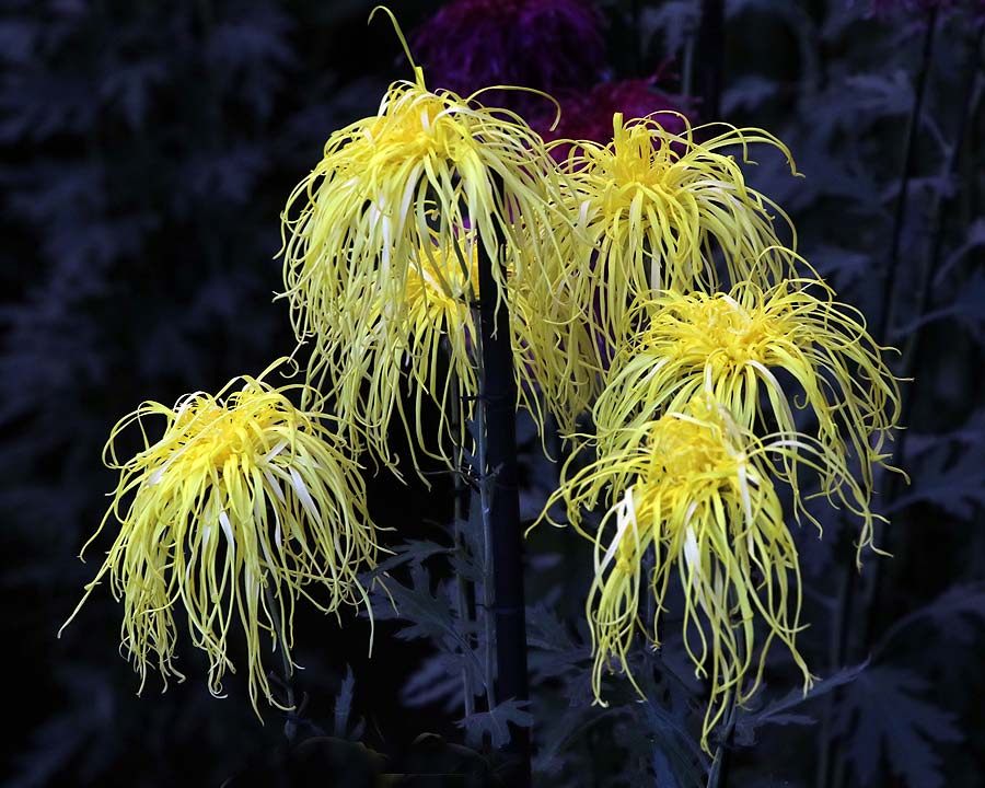 Chrysanthemum morifolium var. Spider Chrysanthemum