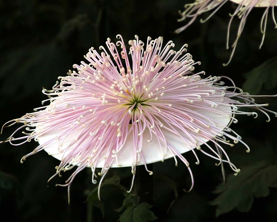 Chrysanthemum morifolium var. Spider Chrysanthemum