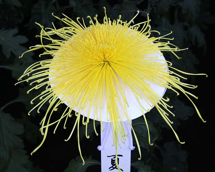 Chrysanthemum morifolium var. Spider Chrysanthemum