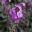 Erysimum linifolium 'Bowles Mauve'