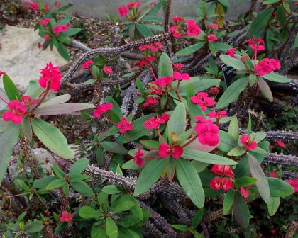 Euphorbia milii splendens - photo Dinkum