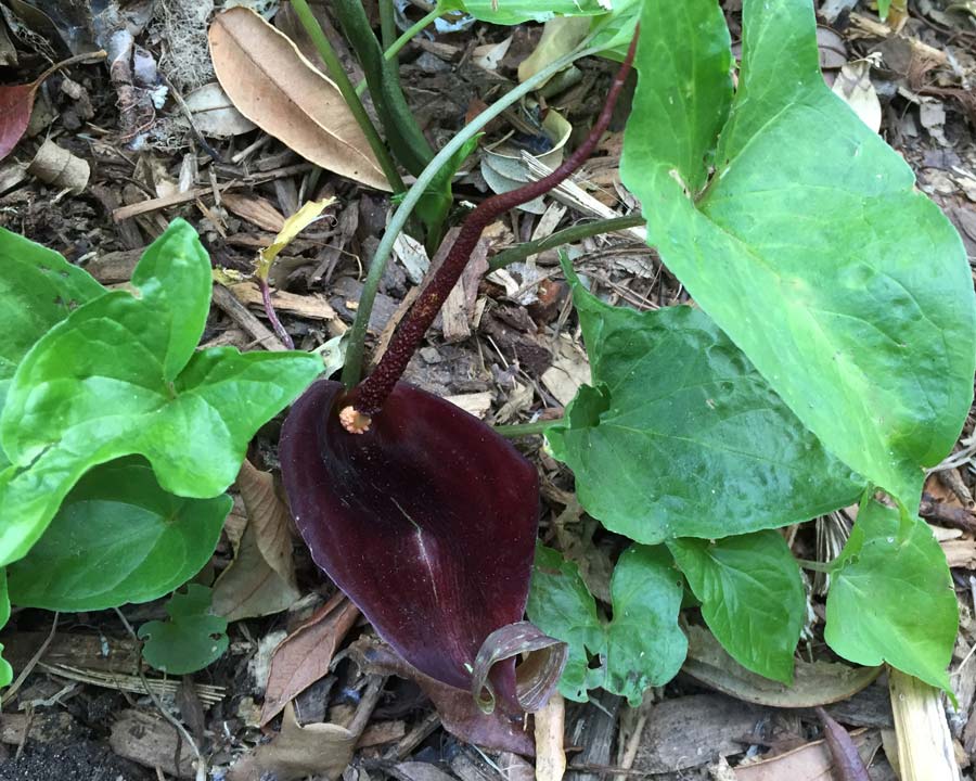 Typhonium roxburghii