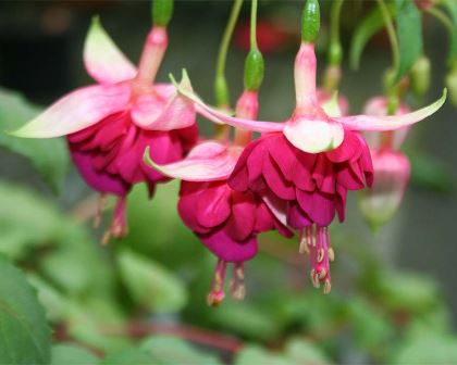 Fuchsia 'Mood Indigo'