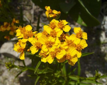 Tagetes lucida - Mexican Tarragon