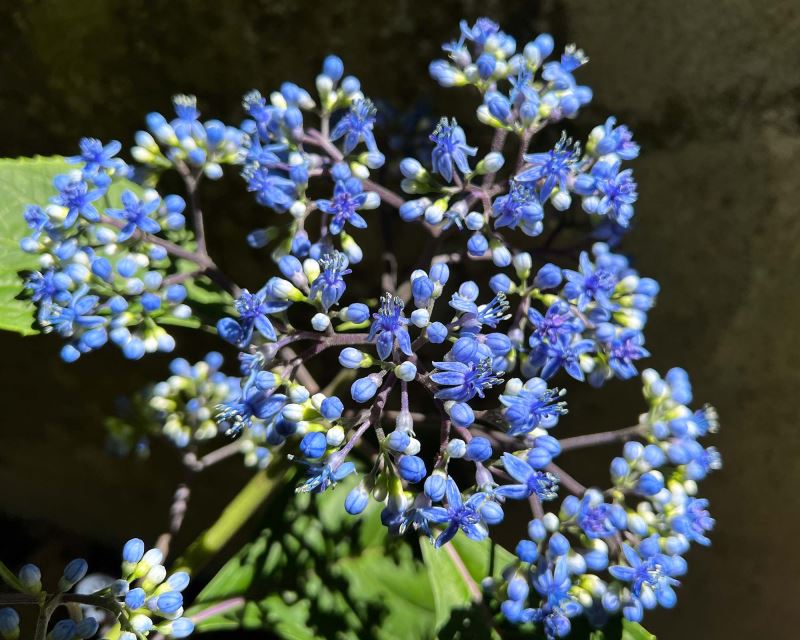 Dichroa versicolor - Evergreen hydrangea