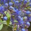 Dichroa versicolor Evergreen hydrangea - clusters of cobalt blue flowers