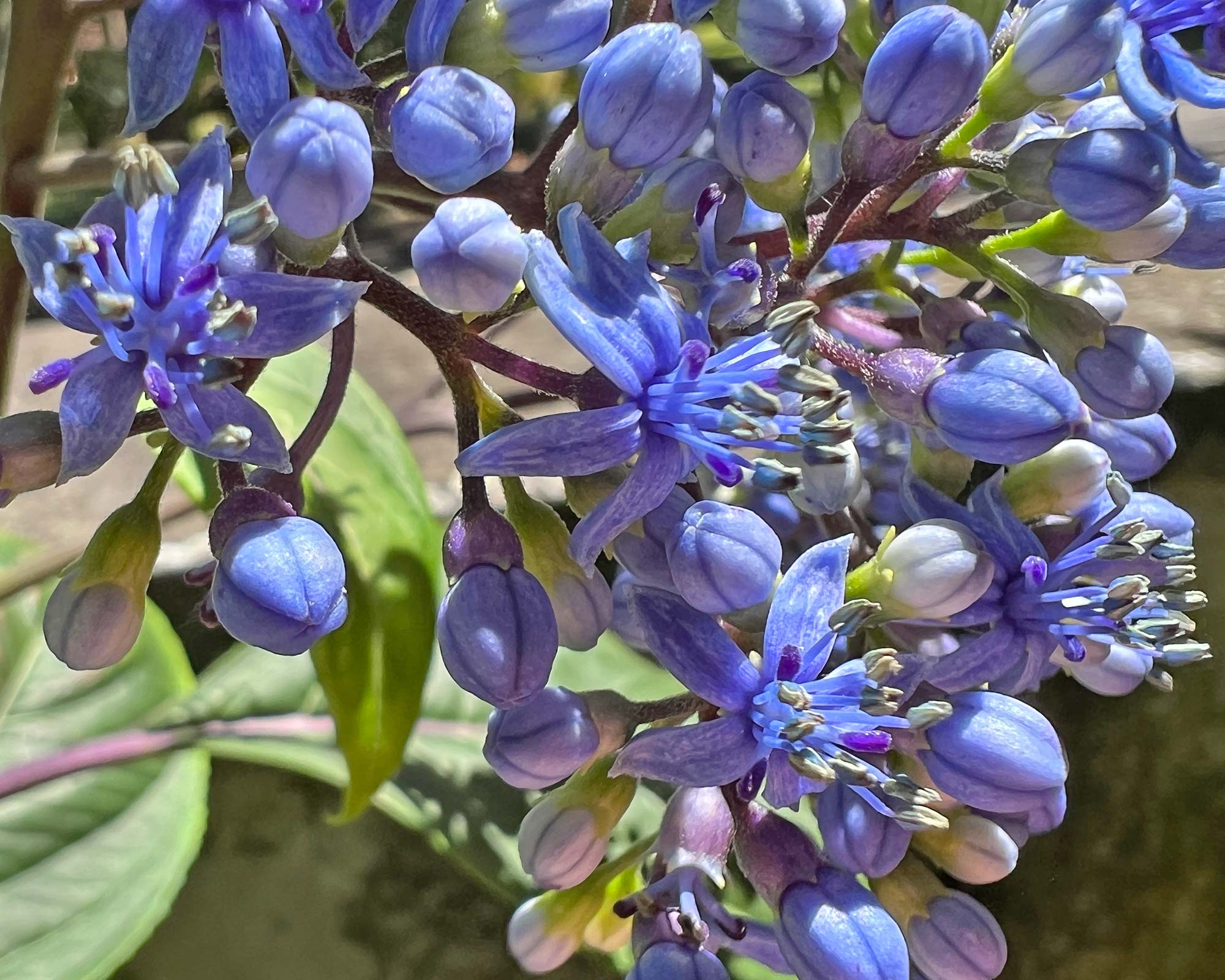 Dichroa versicolor Evergreen hydrangea - clusters of cobalt blue flowers